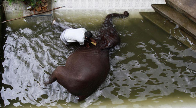 شستشوي يك فيل