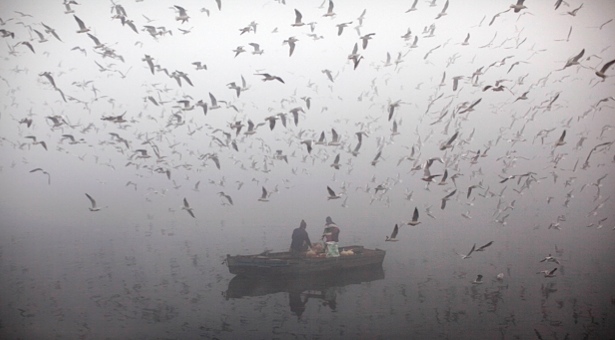 غذا دادن به پرندگان