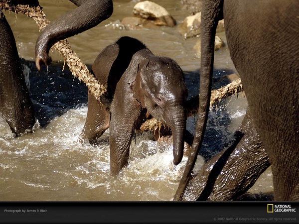 از نشنال جئوگرافیک(عکس)