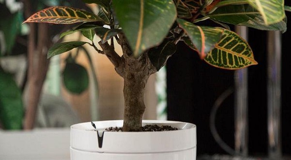 گلدانی که به گیاهان آب هم می‌دهد+تصاویر