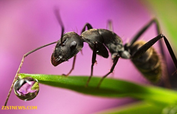 ماکروهای دیدنی(عکس)