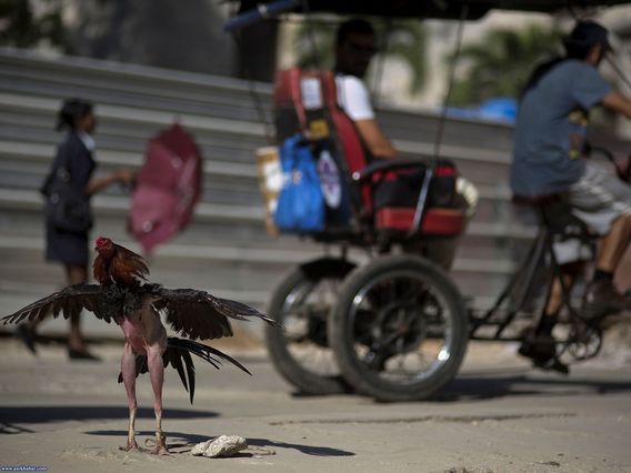 عجیب ترین تصاویر سال 2014