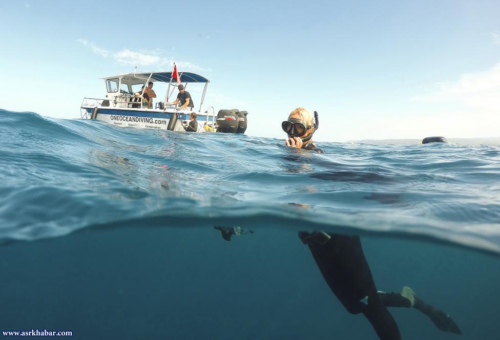 شنای توریست ها با کوسه (عکس)