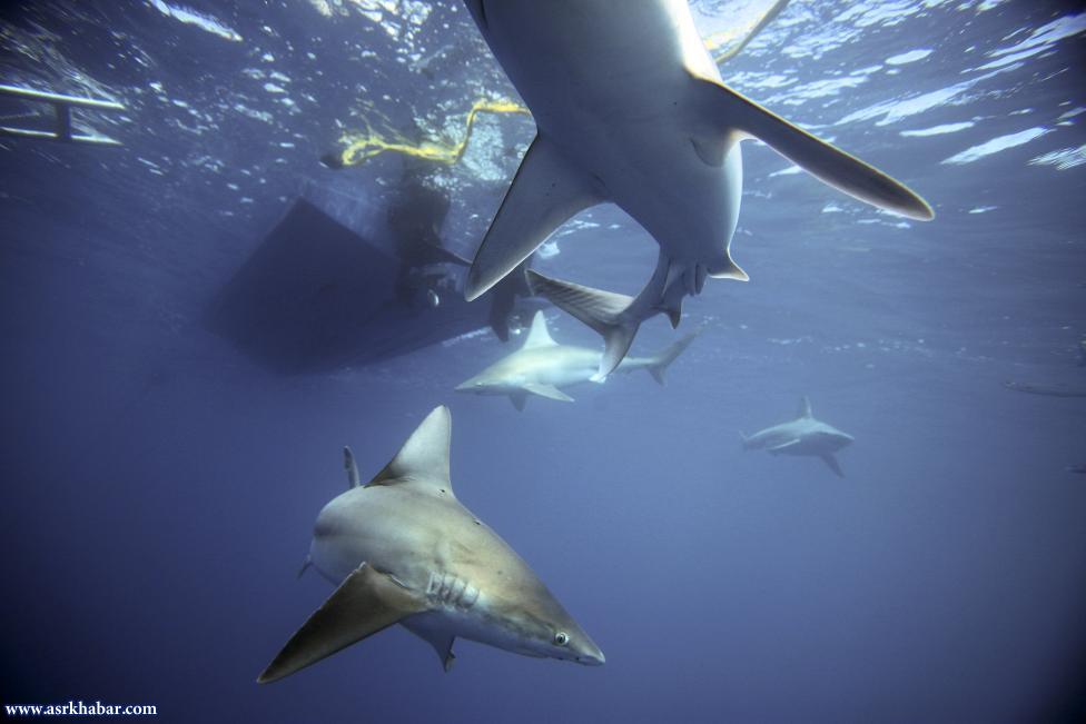 شنای توریست ها با کوسه (عکس)