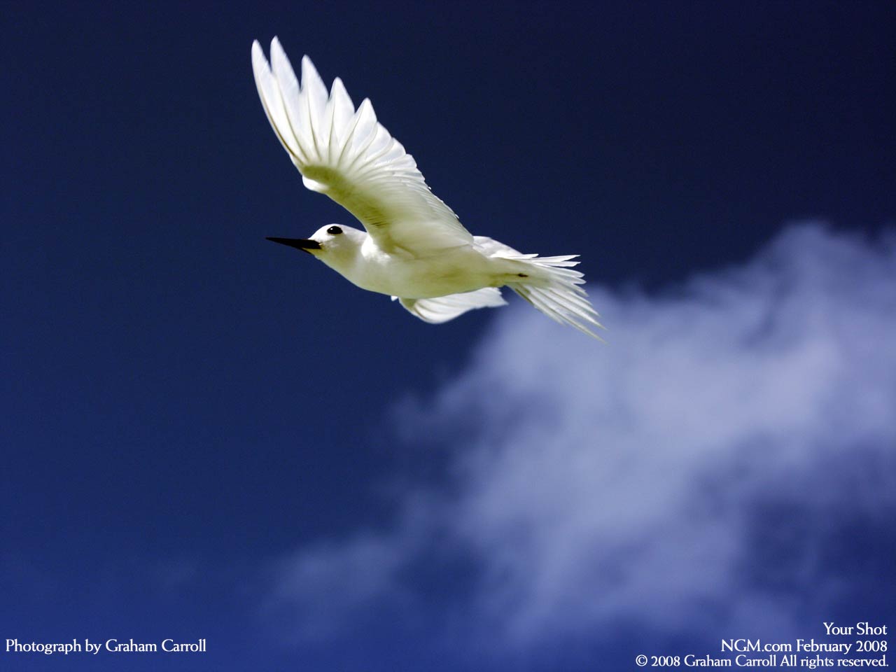 دنیای حیوانات(عکس)