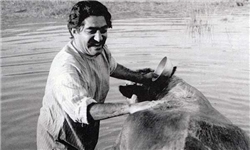 اکران عمومی «گاو» پس از ۴۵ سال در نوروز ۹۴