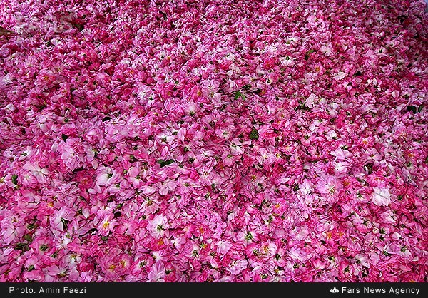 گلاب‌گیری در فارس (عکس)