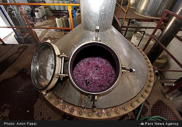 گلاب‌گیری در فارس (عکس)