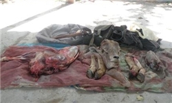 درگیری مسلحانه در پارک ملی گلستان/ محیطبانان جان سالم به در بردند درگیری مسلحانه در پارک ملی گلستان/ محیطبانان جان سالم به در بردند