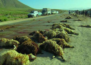 تریلی، 84 راس گوسفند عشایر را تلف کرد!