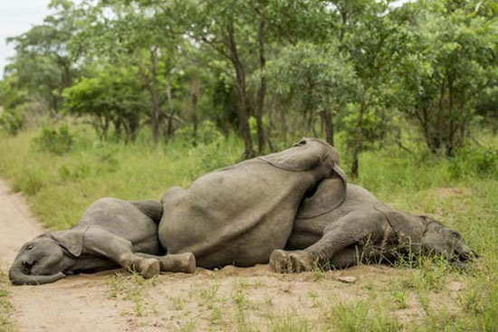 فیل های شنگول! (+عکس)