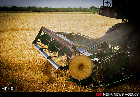 برداشت گندم - گرگان (عکس)
