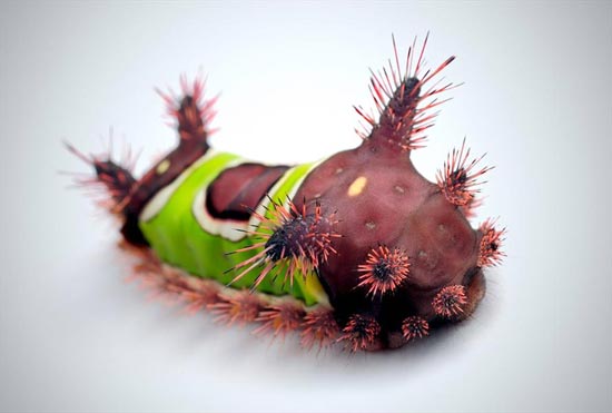 کرمی شبیه عروسک! (عکس)