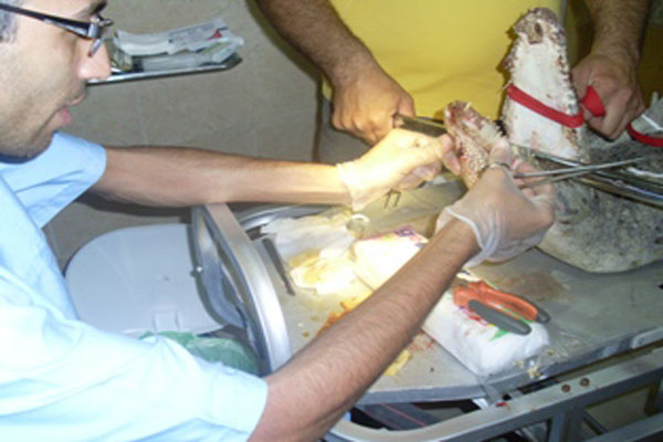 جراحی نادر کروکودیل در کرج+تصاویر جراحی نادر کروکودیل در کرج+تصاویر