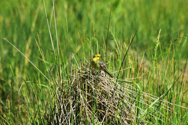 بهشتی در نزدیکی پایتخت (عکس)