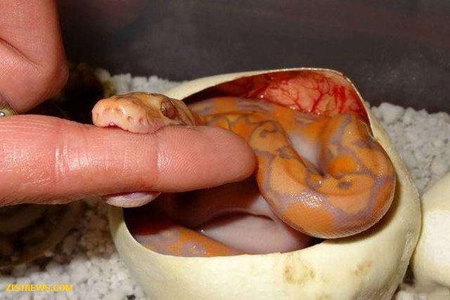 بدون شرح(عکس)