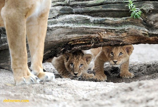 بدون شرح(عکس)