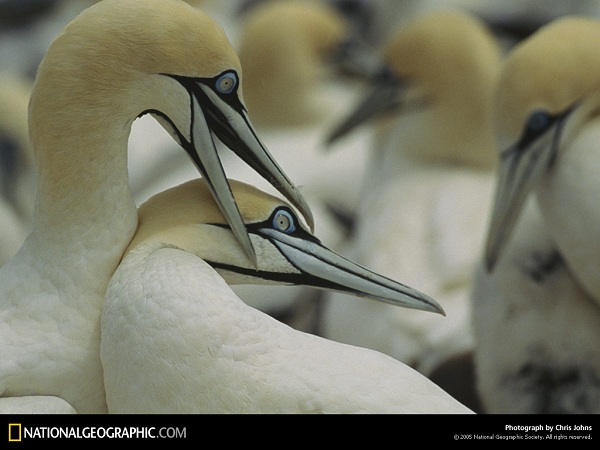 دنیای حیوانات(عکس)