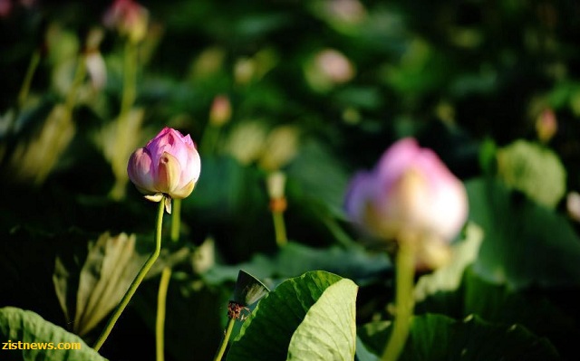 تور نیلوفرهای وحشی(+عکس) تور نیلوفرهای وحشی(+عکس)