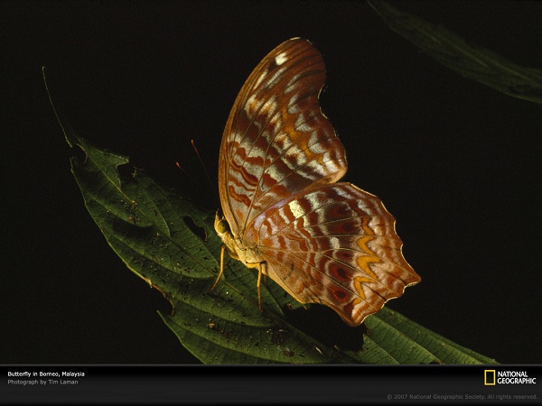 از نشنال جئوگرافیک(عکس)