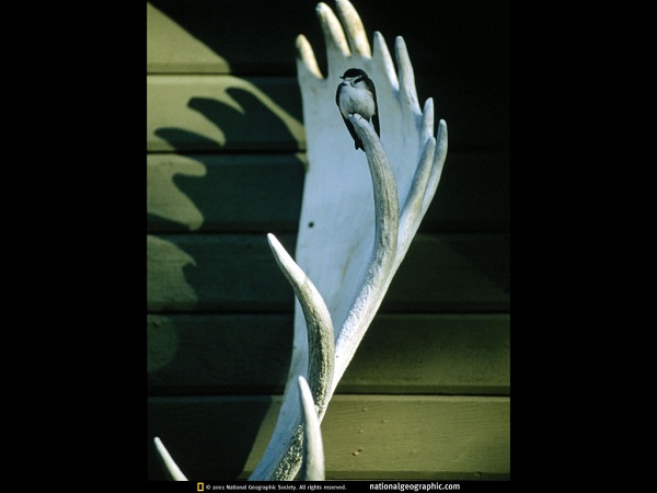 دنیای حیوانات(عکس)