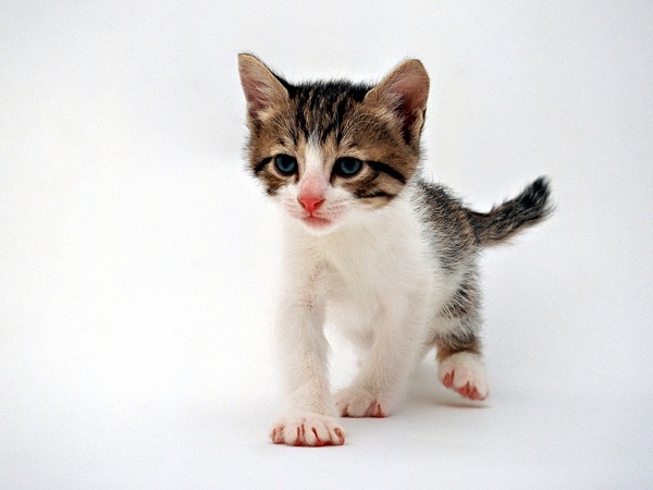 دنیای حیوانات(عکس)