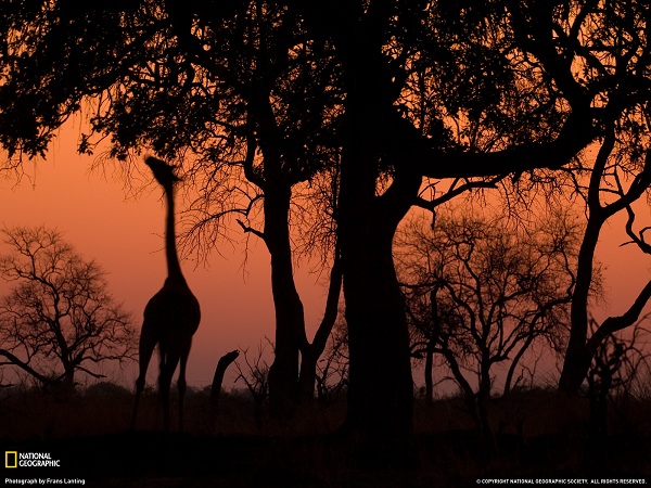 دنیای حیوانات(عکس)