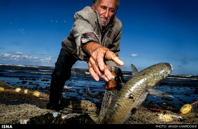 صید ماهی در شمال (عکس)