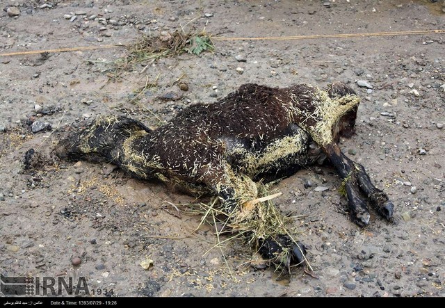 خسارت سیل به مرکز فروش دام در تبریز (عکس)