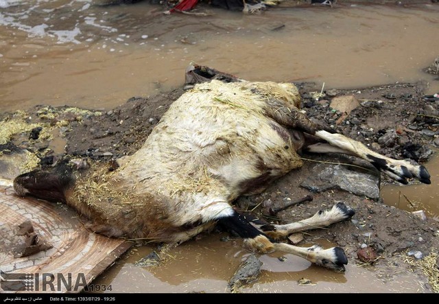 خسارت سیل به مرکز فروش دام در تبریز (عکس)