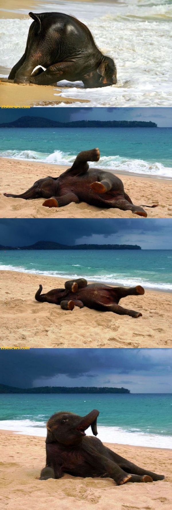 شوق ساحل!(عکس)