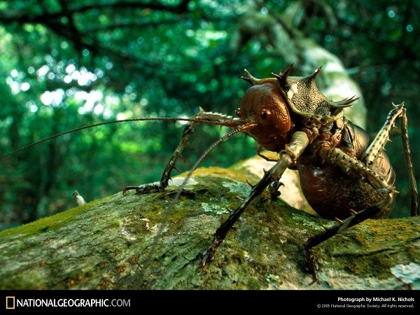 از نشنال جئوگرافیک(عکس)