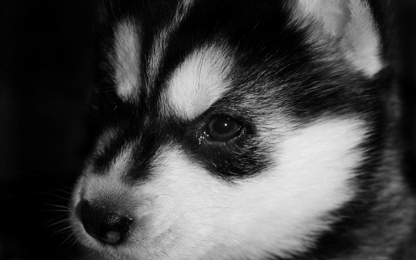 دنیای حیوانات(عکس)