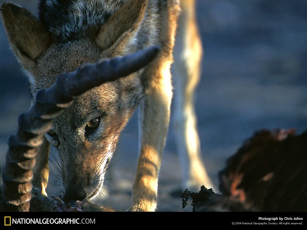 دنیای حیوانات(عکس)