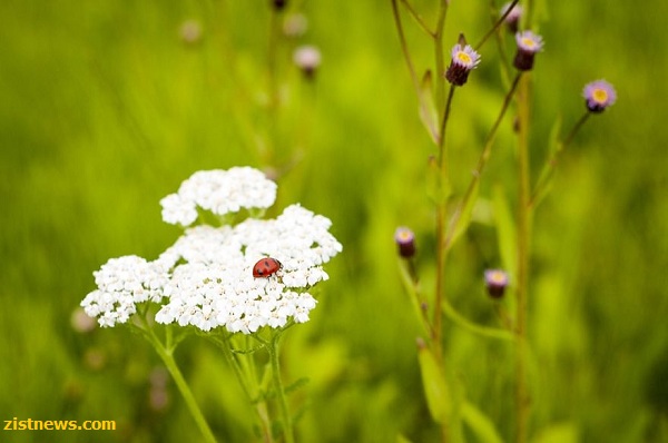 طبیعت کانادا از دریچه دوربین(عکس) طبیعت کانادا از دریچه دوربین(عکس)