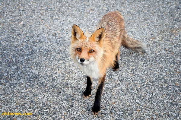 طبیعت کانادا از دریچه دوربین(عکس) طبیعت کانادا از دریچه دوربین(عکس)