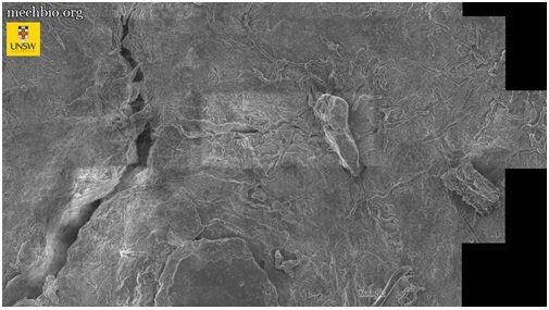 کنکاش در اعماق بدن با نقشههای گوگل کنکاش در اعماق بدن با نقشههای گوگل