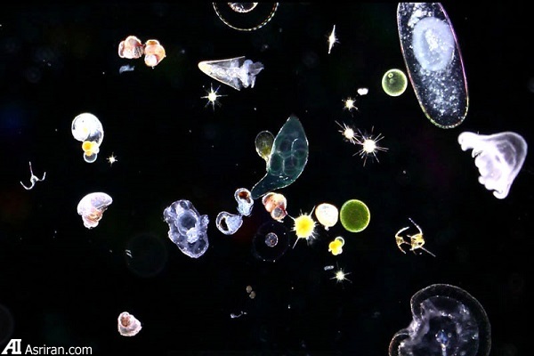 عجیب اما واقعی (بخش پایانی) عجیب اما واقعی (بخش پایانی)