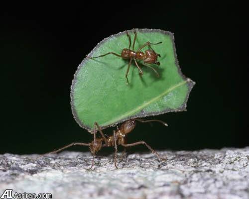 حیوانات کشاورز! حیوانات کشاورز!