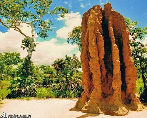 حیوانات کشاورز! حیوانات کشاورز!