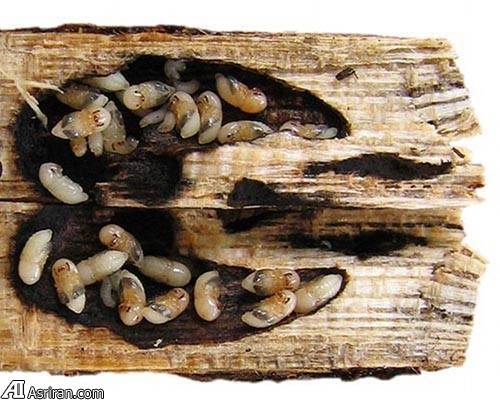 حیوانات کشاورز! حیوانات کشاورز!