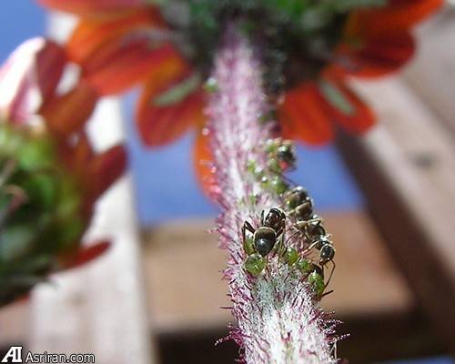حیوانات کشاورز! حیوانات کشاورز!