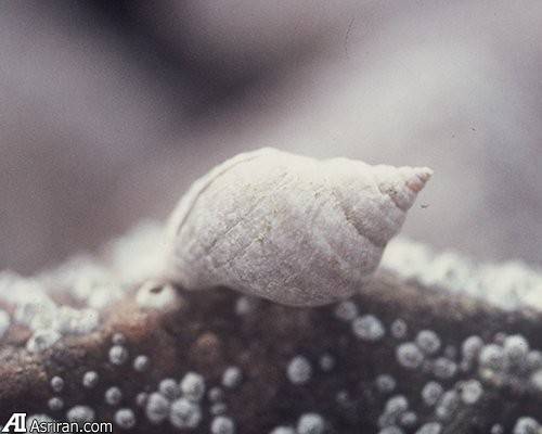 حیوانات کشاورز! حیوانات کشاورز!