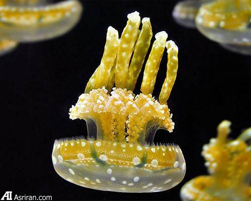 حیوانات کشاورز! حیوانات کشاورز!