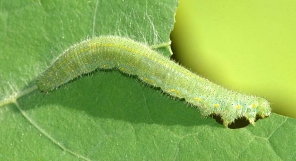 گیاهان صدای خورده شدنشان را میشنوند! گیاهان صدای خورده شدنشان را میشنوند!