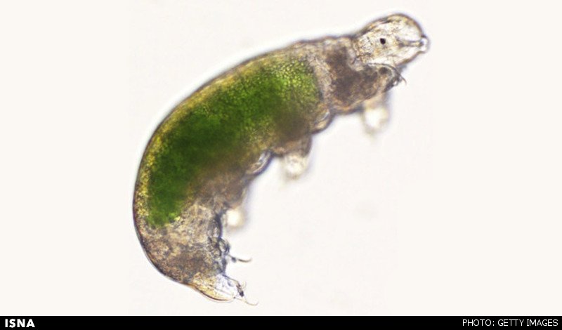 احیای یک موجود پس از 30 سال انجماد احیای یک موجود پس از 30 سال انجماد