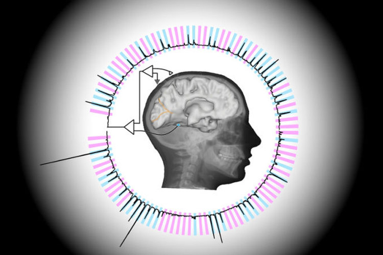 تکنیکی جدید برای خواندن ذهن انسان با سرعت بالا