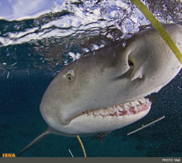بازیابی دندان‌های از دست رفته با الهام از کوسه‌ها