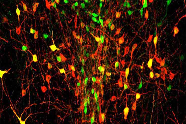 شناسایی سلول‌ های مغزی عامل حس تنهایی