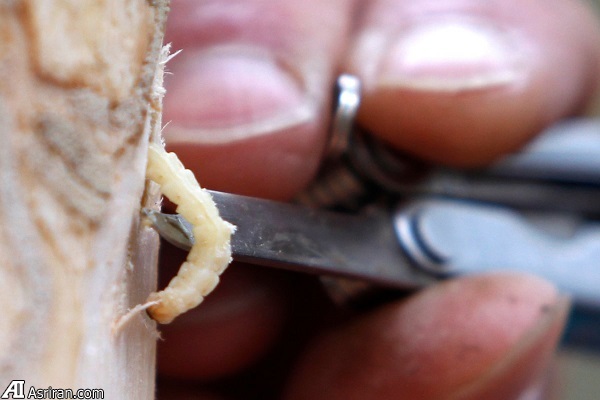 بدترین گونههای مهاجم جهان بدترین گونههای مهاجم جهان